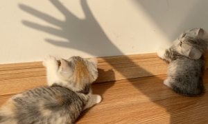 为什么猫咪会玩影子游戏