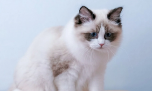 布偶猫可以吃化毛膏吗