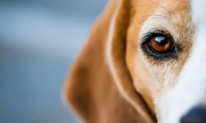 为什么狗狗眼睛老是眨眼呢
