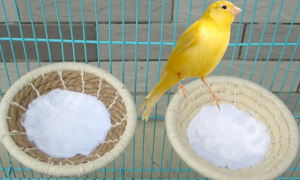 金青鸟几个月能繁殖