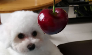 小狗能吃樱桃吗？