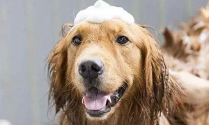 宠物店用什么给狗洗澡留香久