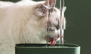 猫咪流动饮水机费电吗