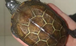 中华草龟是深水龟还是浅水龟？
