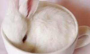 茶杯兔多少钱一只