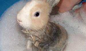 宠物兔能洗澡吗宠物兔能洗澡吗
