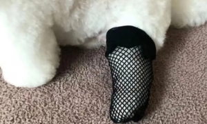 狗狗为什么喜欢咬主人的丝袜