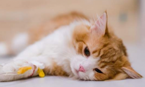 猫咪肠胃炎症状有哪些表现