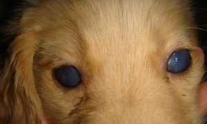 狗眼睛有一层浑浊的蓝膜
