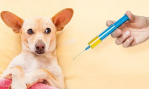 养狗要打几针疫苗