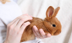 兔子最喜欢的抱姿是什么？