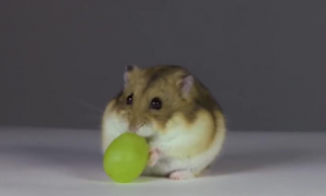 仓鼠能吃葡萄吗为什么