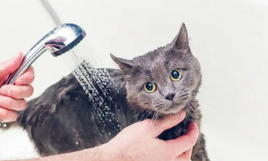宠物店猫洗澡要多久