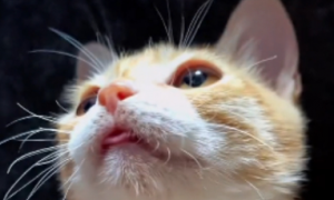 小猫咪为什么会擤鼻子