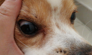 为什么狗狗眼上有血丝的原因