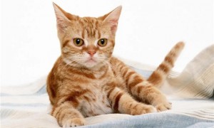 公猫绝育多久停止乱尿正常