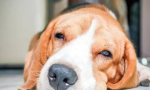 狗狗为什么会眼睛眨眼