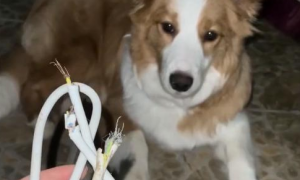 狗狗为什么爱啃电线