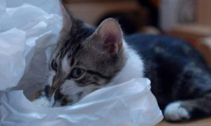 为什么小猫咪爱吃塑料
