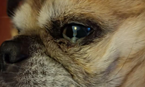 狗狗眼睛流出大量分泌物是怎么回事啊