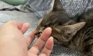猫咪为什么会吃手