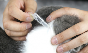 宠物猫使用跳蚤药后多久能见效？