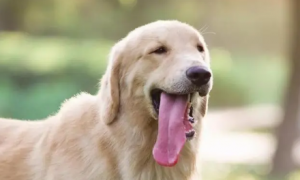 狗狗为什么总是咬舌头怎么回事