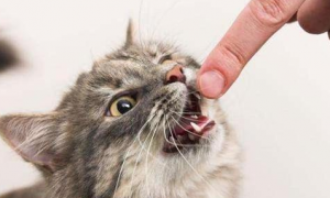 为什么猫咪不刷牙就咬人