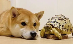 为什么狗会对乌龟感兴趣