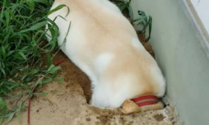 狗狗为什么想在家里挖个洞