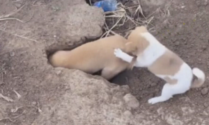 为什么狗狗睡到一半挖洞呢