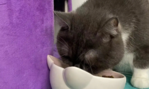 猫咪为什么会说话和吃饭