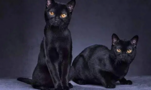 普通黑猫和孟买猫对比
