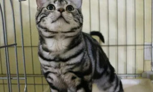 美短豹纹猫是什么品种