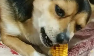 狗狗可以吃玉米吗熟的玉米