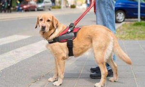 导盲犬是什么种类的狗
