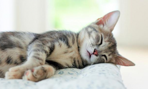 为什么猫咪会听人的话睡觉