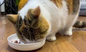 为什么猫咪吃饭都是张着嘴