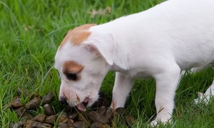 狗狗为什么喜欢吃粪便
