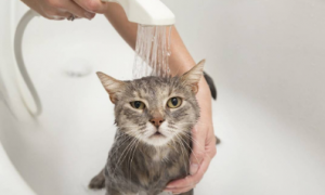 多久给猫咪洗一次澡合适？