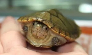 哈雷拉泥龟是深水龟吗