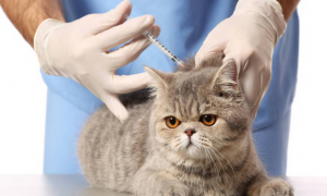 如何给猫猫打疫苗