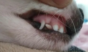 3个月小狗牙齿图片