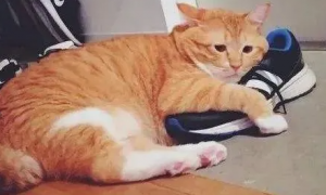 猫咪为什么喜欢玩主人鞋子