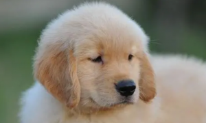 买一只金毛幼犬多少钱