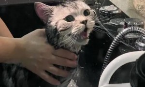 宠物猫第一次洗澡该怎么洗