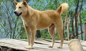 中华田园犬12个品种