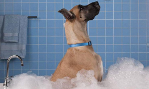 狗狗没有宠物沐浴露怎么洗澡