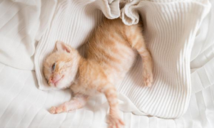 如何从睡姿判断猫咪是否健康？