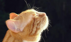 为什么猫咪闻味道很香